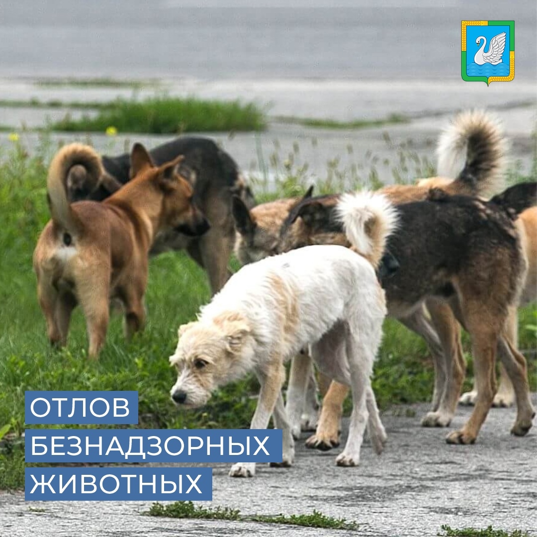 Уважаемые владельцы собак!.