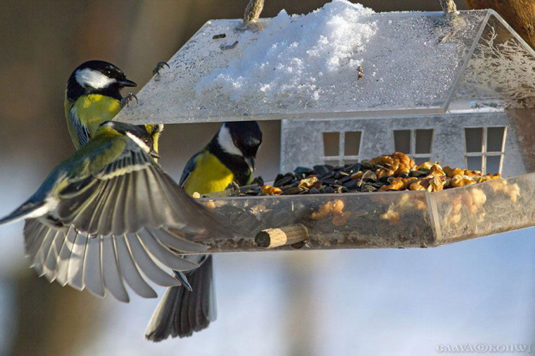 Эксперты рассказали, зачем подкармливать городских птиц зимой.