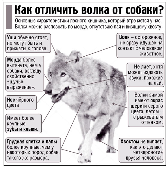 Что делать, если встретил волка. Что делать, если встретил волка.